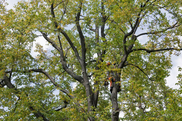 How Our Tree Care Process Works  in  Epworth, IA